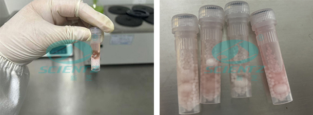 实验前后对比图